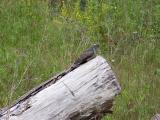 Kuckuck 07_R_18_069-Kuckuck.jpg