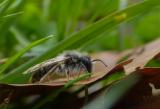 Weiden-Sandbiene P2050896-Weiden-Sandbiene.jpg