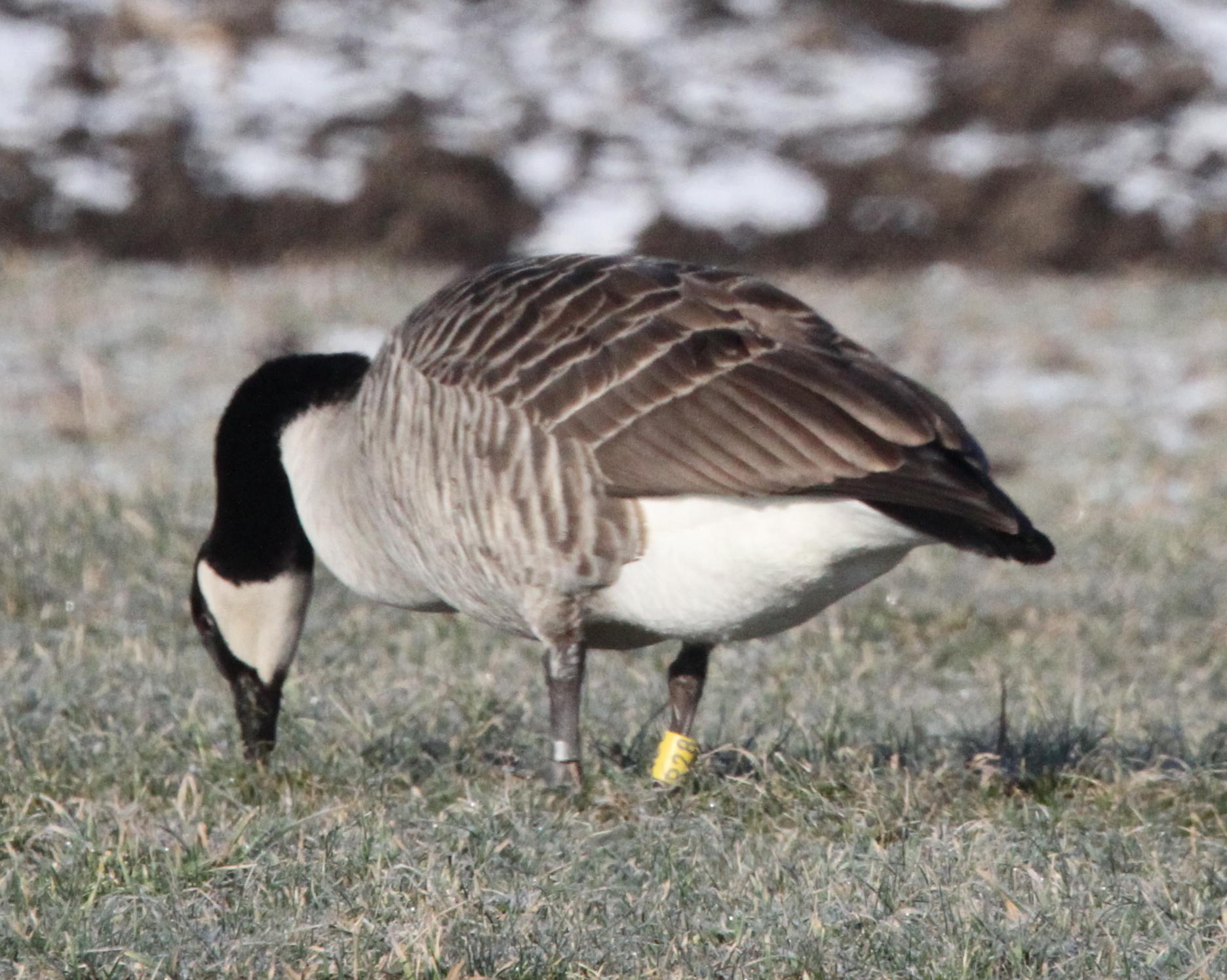 IMG_6192__R_28,_23.01.11_Helenensee_zw._FDB_u._Kissing,_Lechtal.jpg desc