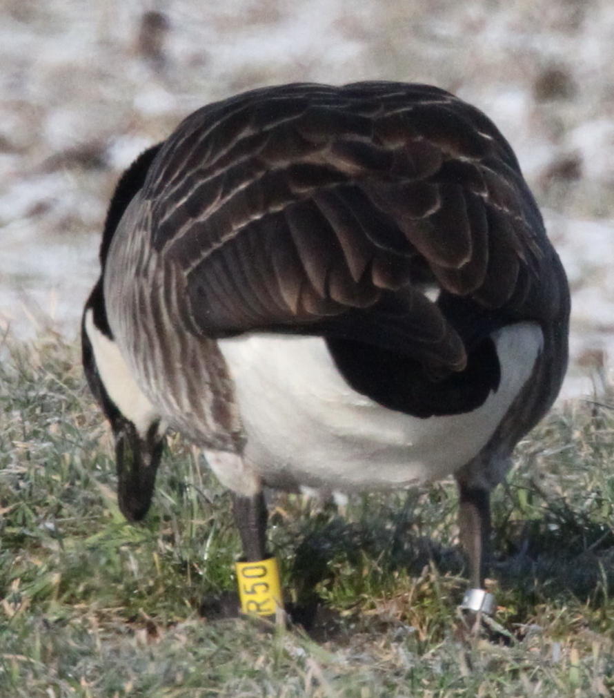 IMG_6204__R_50,_23.01.11_Helenensee_zw._Friedb._u._Kissing.jpg desc