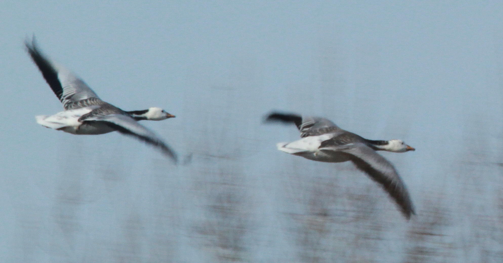 IMG_6262___Anser_indicus_unberingt.jpg desc