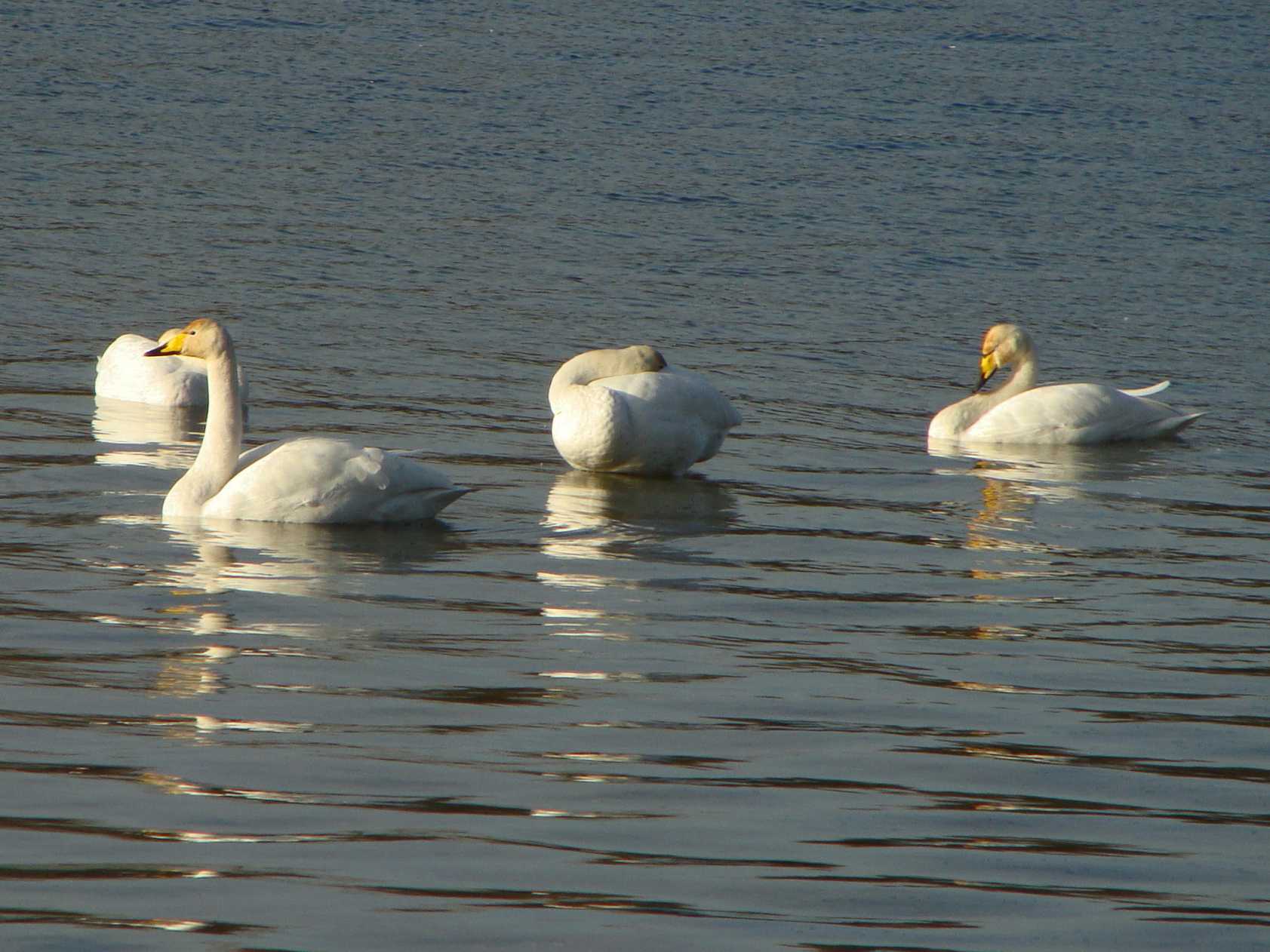 Singschwaene_Feldheimer_Stausee_kompr..jpg desc