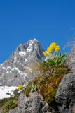 05-06-2010-02-Alpen-Aurikel-Eberh-19.jpg