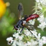 100657534_Zweifarbige-Raupenfliege-Cylindromyia-bicolor-AIC-2024-08-05-PS.jpg