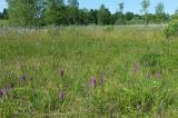 102406-3a-8-Nidermoor-Pfaffenwinkel.jpg