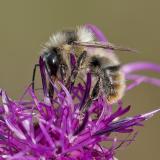 105339436BunthummelBombus-sylvarumAIC20240925PS.jpg