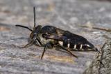 131347079Unbewehrte_KegelbieneCoelioxys_inermis2025-08-06NSGKissH-PS.jpg