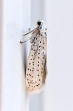 131791512Traubenkirschen-GespinstmotteYponomeuta_evonymella2025-08-12AIC-PS.jpg