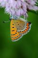 1a-Lycaena-helle-2.jpg
