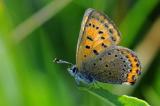 2-3-Lycaena-helle.jpg
