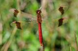 33-Sympetrum-pedemontanum-PS.jpg