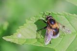 600_7350-Hummel-Waldschwebfliege.jpg