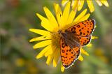 600_8661-Roter-Scheckenfalter.jpg