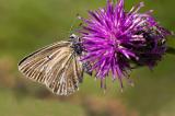 601_5498-Zahnfluegel-Blaeuling-W-aberrativ.jpg