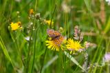605_0563_Blumenwiese-mit-Maedesuess-Perlmutterfalter-_Brenthis-ino_.jpg