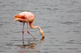 709_9657_Chileflamingo-_Phoenicopterus-chilensis_.jpg