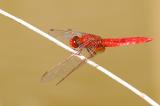 7O8A9646-Feuerlibelle-_Crocothemis-erythraea_-m-PS.jpg
