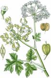 800px-Heracleum_sphondylium__Thomé_Bd.3_1905,_BHL-81509,_Tafel_451__clean,_no-description-PS.jpg