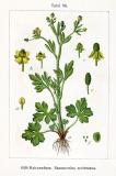 800px-Ranunculus_sceleratus_Sturm55-PS.jpg