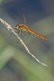81099647Sumpf-HeidelibelleSympetrum-depressiusculumAIC20230902M-PS2.jpg
