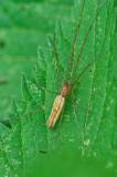 94179921Streckerspinne_unbestTetragnatha_specAIC20240612-PS_.jpg
