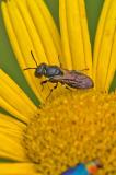96332912Rundfleck-MaskenbieneHylaeus_dilatatusNSGKis20270704-PS.jpg