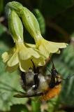 Ackerhummel-_Bombus-pascuorum_-Lechauen-PS.jpg