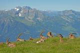Alpensteinbock-_Capra-ibex_-Churfirsten--_3_-PS.jpg