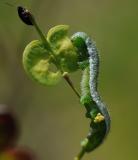 Aurorafalter-_Anthocharis-cardamines_-Raupe-PS.jpg