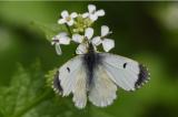 Aurorafalter-_Anthocharis-cardamines_-w-ruesselt-an-Knoblauchsrauke-_Alliaria-petiolata_-Ries--PS.jpg