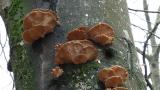 Austernseitling__Pleurotus_ostreatus_-unbenannt.jpg