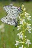 Baum-Weissling-_Aporia-crataegi_-Paarung-Pfaffenwinkel--_3_-PS.jpg