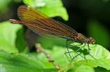 Blaufluegel-Prachtlibelle-Calopteryx-virgo-W-Lechaue-PS.jpg