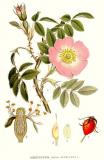 Blaugruene-Rose-Rosa-vosagiaca-Lindman.jpg