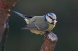 Blaumeise_2.jpg
