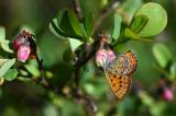 Blauschillernder-Feuerfalter-_Lycaena-helle_-auf-Rauschbeere-_Vaccinium-uliginosum_-Pfaffenwinkel----_1_-PS.jpg