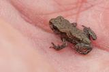 Bufo-viridis-Lichti-2024-06-11-Glon-PS.jpg