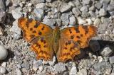 C-Falter-_Polygonia-c-album_-2.-Generation-Lechauen-PS.jpg