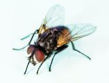 Common_house_fly,_Musca_domestica-3.jpg