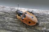 Dendroxena_quadrimaculata-Lichti-2025-05-29-Leithagebirge-Burgenland-PS.jpg
