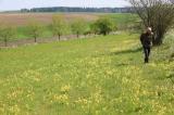 E37A8009-Streuobstwiese.jpg