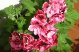 Edel-Geranie_Pelargonium_grandiflorum-PS.jpg