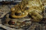 Erdkroete-_Bufo-bufo_-Lechauen------_2-PS_.jpg