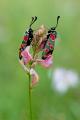 Esparsetten-Widderchen-Zygaena-carniolica-Schwaeb-Alb-PS.jpg