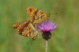 Feuriger-Perlmutterfalter-_Argynnis-adippe_-Lechauen--_2_-PS.jpg