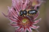 Garten-Blattschneiderbiene-_Megachile-willughbiella_.-Garten--PS.jpg