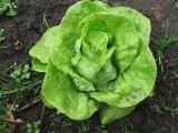 Gartensalat-Lactuca-sativa-Selena-v-Eichendorf.jpg