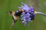 Gemeine-Waldschwebfliege-_Volucella-pellucens_-auf-Gewoehnlichem-Teufelsabbiss-_Succisa-pratensis_-Lechauen-PS.jpg