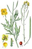 Georg_u_Jacob_Sturm_Diplotaxis_tenuifolia_Sturm32-PS.jpg
