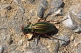 Goldlaufkaefer--_Carabus-auratus_-Ries--_2_-PS.jpg